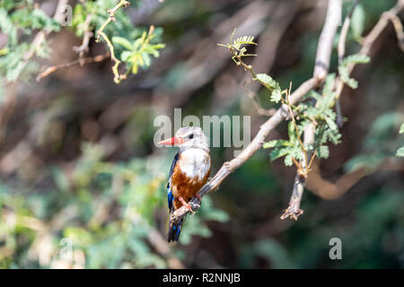 Martin-pêcheur à tête grise (Halcyon leucocephala) perché dans l'arbre au Kenya Banque D'Images