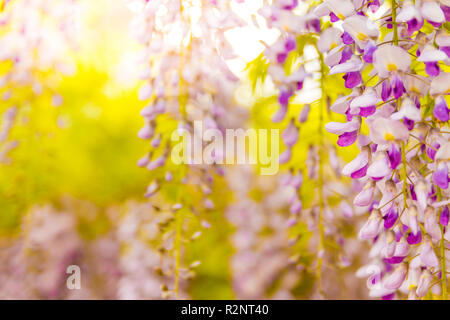Les fleurs de wisteria fleuissent dans le jardin du coucher du soleil. Belle fleur de trellis de wisteria au printemps. Parc chinois et japonais. Fleurs fleuries au printemps Banque D'Images