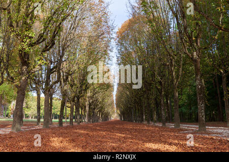 Longue et large allée de châtaigniers avec des feuilles mortes à Fontainebleau, France Banque D'Images