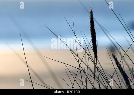 Borkum beach grass Banque D'Images