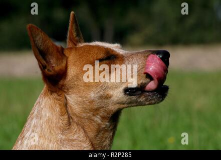 K9 - langue maternelle Banque D'Images