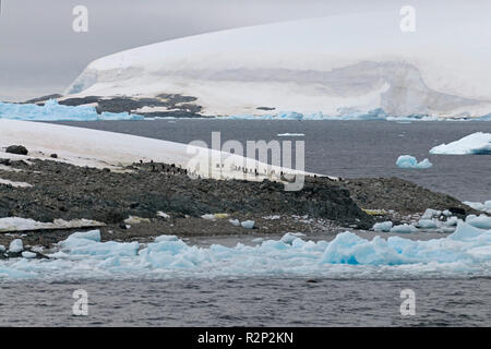 Colonie de manchots Adélie prospect point péninsule antarctique antarctique Banque D'Images