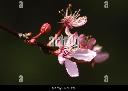 prune de sang Banque D'Images