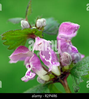 Lamium maculatum Banque D'Images