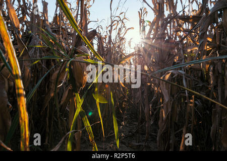 Champ de blé au coucher du soleil dans la campagne de Lomellina Banque D'Images