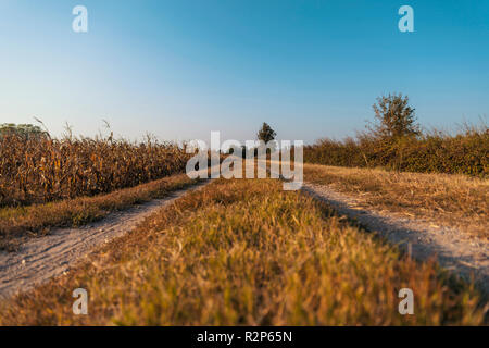 Pays dirt road in Lomellina au coucher du soleil Banque D'Images