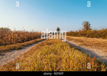 Pays dirt road in Lomellina au coucher du soleil Banque D'Images