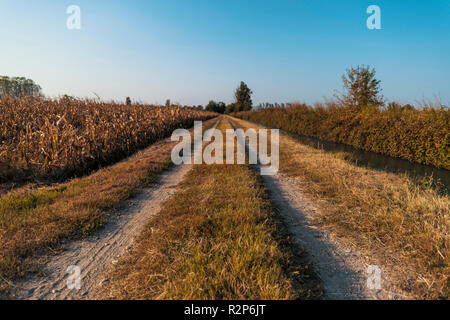 Pays dirt road in Lomellina au coucher du soleil Banque D'Images