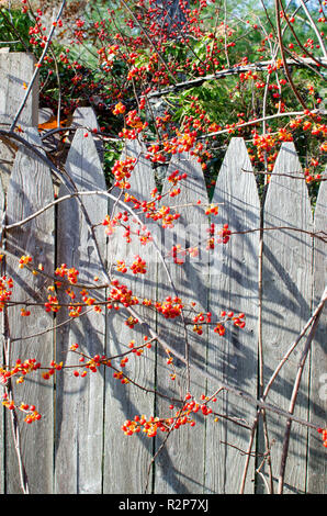 Vigne, douce-amère solanum dulcamara, avec baies rouge vif et orange escalade une clôture en bois sur Cape Cod, Massachusetts Banque D'Images