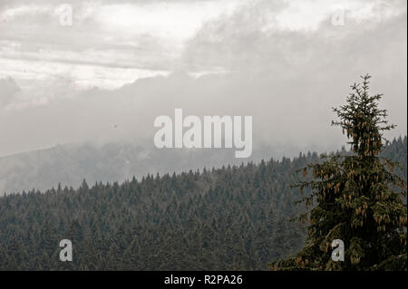 Dans un paysage brumeux,Brocken Harz, Allemagne.Brocken im Nebel und Regen,Harz. Banque D'Images