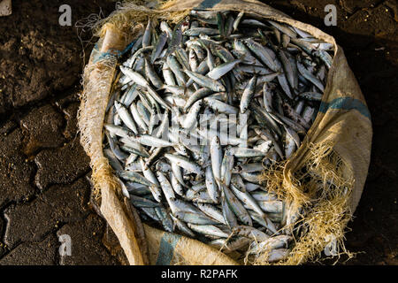 Vue d'un sac rempli de petits poissons fraîchement pêchés, Banque D'Images