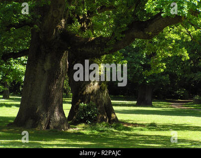 dans le parc Banque D'Images