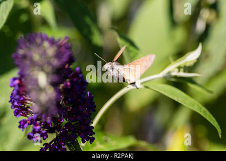 Hummingbird hawk-moth approche d'une fleur de couleur pourpre Banque D'Images