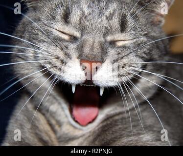 Chat Qui Rit Photo Stock Alamy