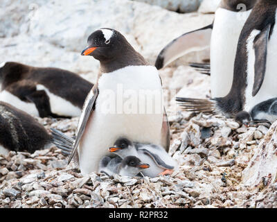 Gentoo pingouin, Pygoscelis papua, mère avec deux poussins dans la rookerie sur les rochers de l'île de Cuverville, côte ouest de la péninsule Antarctique, l'Antarctique Banque D'Images