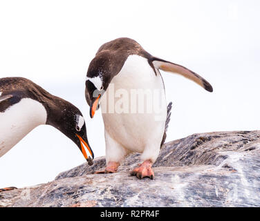 Gentoo pingouin mâle en pierre offrant au partenaire, qui est le salut en se tenant sur le rocher, le port sur l'Île Trinité Mikkelsen, l'Antarctique Banque D'Images