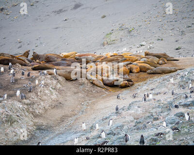 Colonie d'éléphants et manchots à Hannah Point, l'île Livingston, Îles Shetland du Sud, l'Antarctique Banque D'Images