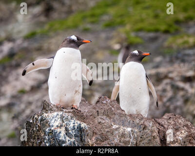 Paire de manchots, Pygoscelis papua, debout sur le roc, Hannah Point, l'île Livingston, Îles Shetland du Sud, l'Antarctique Banque D'Images