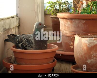 Ma nouvelle plante balcon Banque D'Images