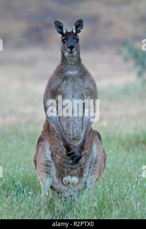 Kangourou gris de l'homme debout sur les pattes arrière à l'ouest de l'Australie Avon Valley Banque D'Images