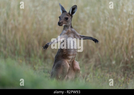 Joey juvénile kangourou gris de l'ouest comité permanent sur le dos les jambes avec les bras avon valley Australie occidentale Banque D'Images