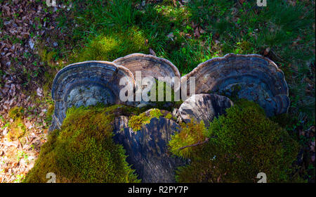 Grand arbre de champignons sur le bois mort Banque D'Images