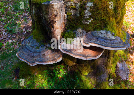 Grand arbre de champignons sur le bois mort Banque D'Images