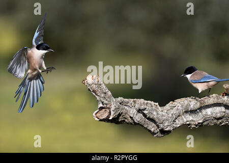 Bleu ibérique Pie, Cyanopica cookei, Estrémadure, Espagne Banque D'Images