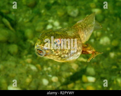 Le têtard de la grenouille taureau dans une gravière, Bade-Wurtemberg, Allemagne Banque D'Images