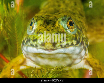 Bullfrog dans une gravière, Bade-Wurtemberg, Allemagne Banque D'Images