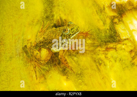 Bullfrog dans une gravière, Bade-Wurtemberg, Allemagne Banque D'Images