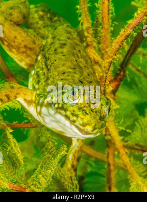 Bullfrog dans une gravière, Bade-Wurtemberg, Allemagne Banque D'Images