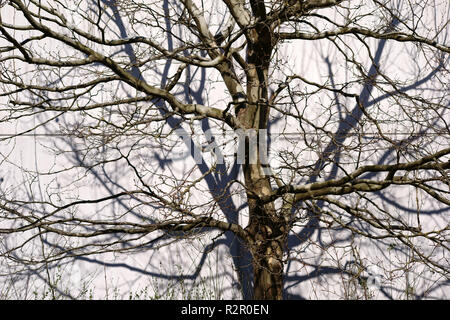 Tree casting shadows de branches et brindilles de couleur claire sur la façade ondulée Banque D'Images