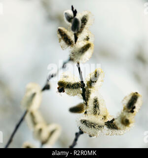 Les abeilles et sur un saule chatons Banque D'Images