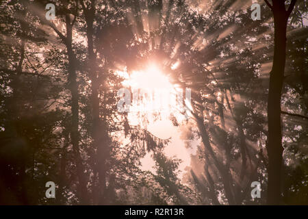 Rayons crépusculaires sur un matin brumeux, Belecke Arnsberger Wald, Allemagne, Sauerland,, Banque D'Images