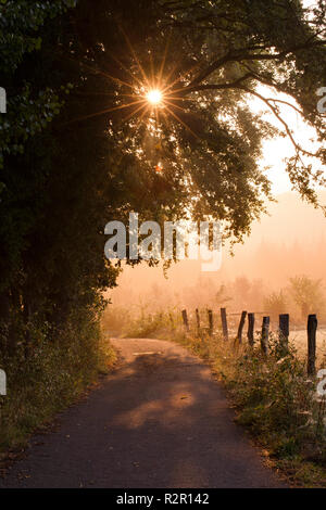 Rayons crépusculaires sur un matin brumeux, Belecke Arnsberger Wald, Allemagne, Sauerland,, Banque D'Images