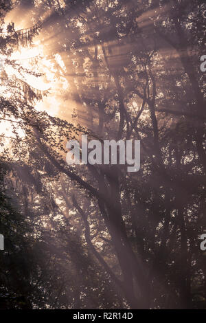 Rayons crépusculaires sur un matin brumeux, Belecke Arnsberger Wald, Allemagne, Sauerland,, Banque D'Images