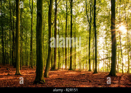 Rayons crépusculaires sur un matin brumeux, Belecke Arnsberger Wald, Allemagne, Sauerland,, Banque D'Images