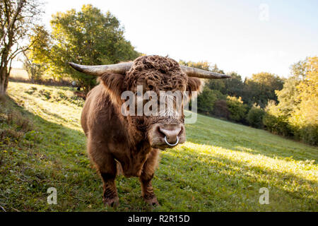 Scottish Highland cattle, Rüthen Arnsberger Wald, Allemagne, Sauerland,, Banque D'Images