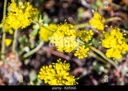 Le sarrasin dépoli (Eriogonum incanum) floraison de fleurs sauvages dans le Parc National de Yosemite, la Sierra Nevada, en Californie Banque D'Images