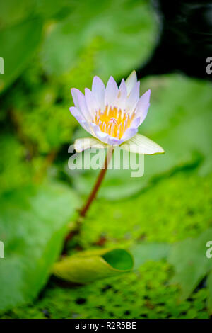 Fleur de lotus bleu Gros plan stylisé avec profondeur de champ à l'accent Banque D'Images