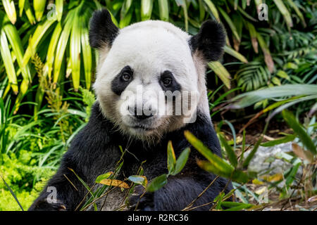 Un homme grand panda takes something sur bambou au Zoo de Calgary au Canada Banque D'Images