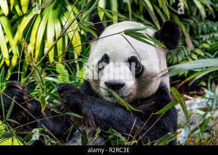 Un homme grand panda takes something sur bambou au Zoo de Calgary au Canada Banque D'Images