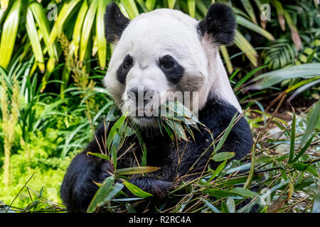 Un homme grand panda takes something sur bambou au Zoo de Calgary au Canada Banque D'Images