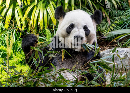 Un homme grand panda takes something sur bambou au Zoo de Calgary au Canada Banque D'Images