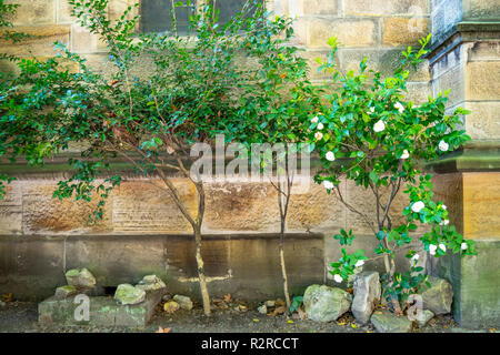 Mur de grès du côté de l'église anglicane Trinity Holt Millers Point Sydney NSW Australie. Banque D'Images