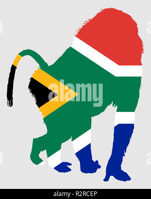 Afrique du Sud babouin Banque D'Images