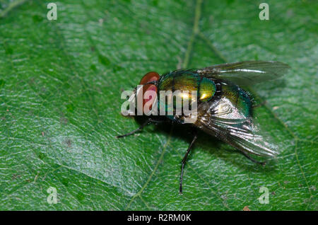 Bouteille bleu-vert, la mouche Lucilia, homme coeruleiviridis Banque D'Images