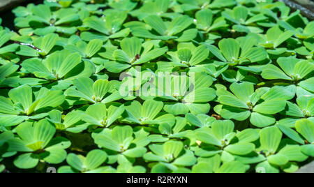 Sur l'eau plantes Pistia shoot avec focalisation étroite. C'est le genre de plantes aquatiques cultivées en plantes ornementales dans le jardin Banque D'Images