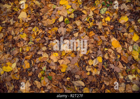 Une image de la couverture morte couverte de feuilles mortes à l'automne Banque D'Images